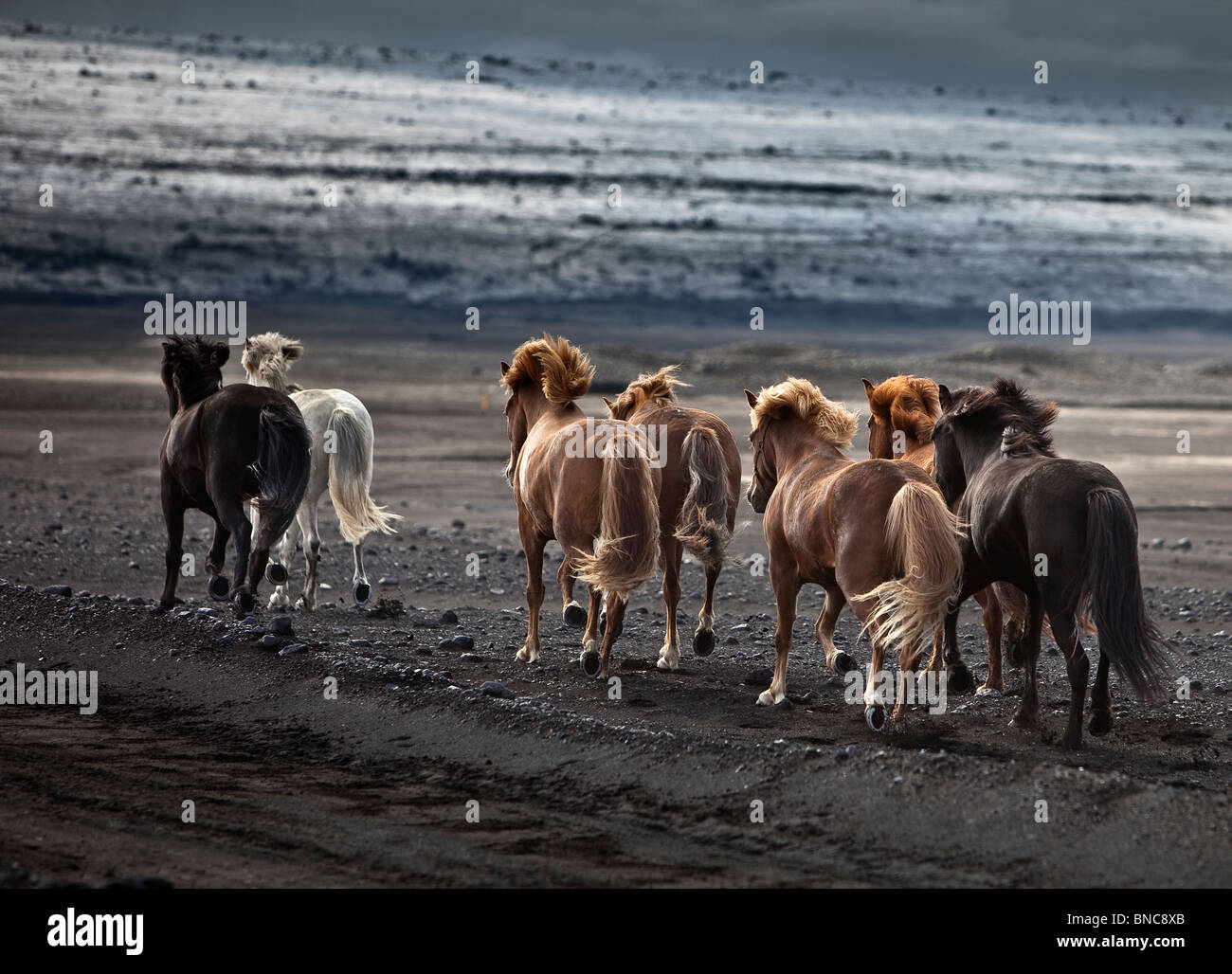 Lo spostamento dell'allevamento di cavalli islandesi sulle sabbie nere di Maelifellssandi, ghiacciaio Myrdalsjokull, Islanda Foto Stock