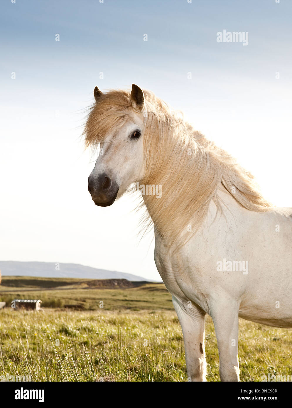 Bianco, Cavallo islandese, Islanda Foto Stock