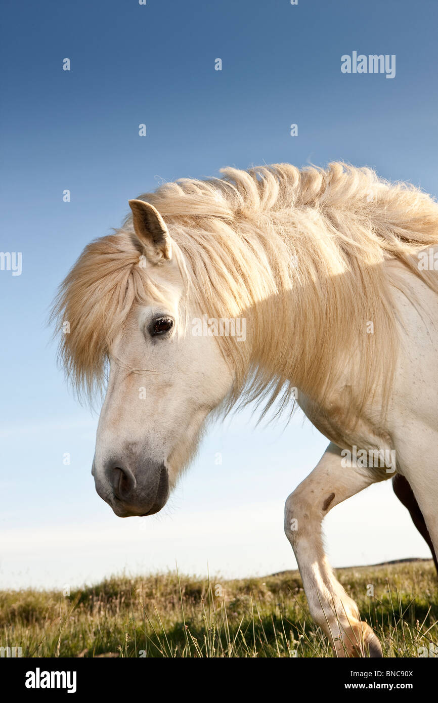 Bianco cavallo islandese, Islanda Foto Stock