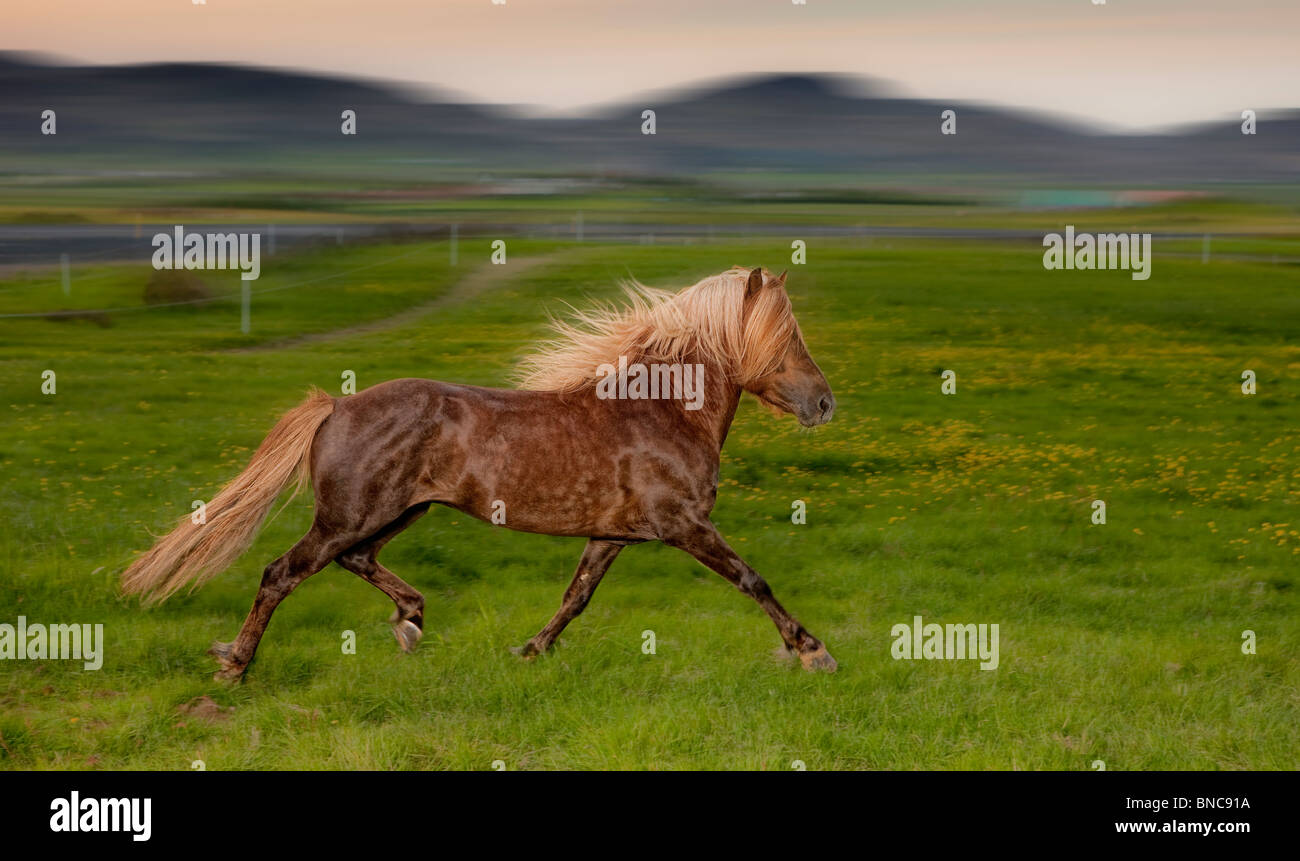 Islandese Horse Running, Islanda Foto Stock