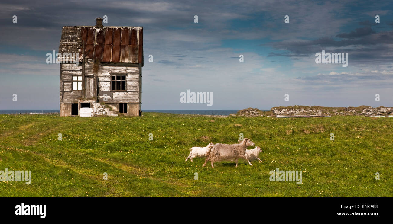 Abbandonare la casa colonica, Melrakkasletta, Nord Islanda Foto Stock