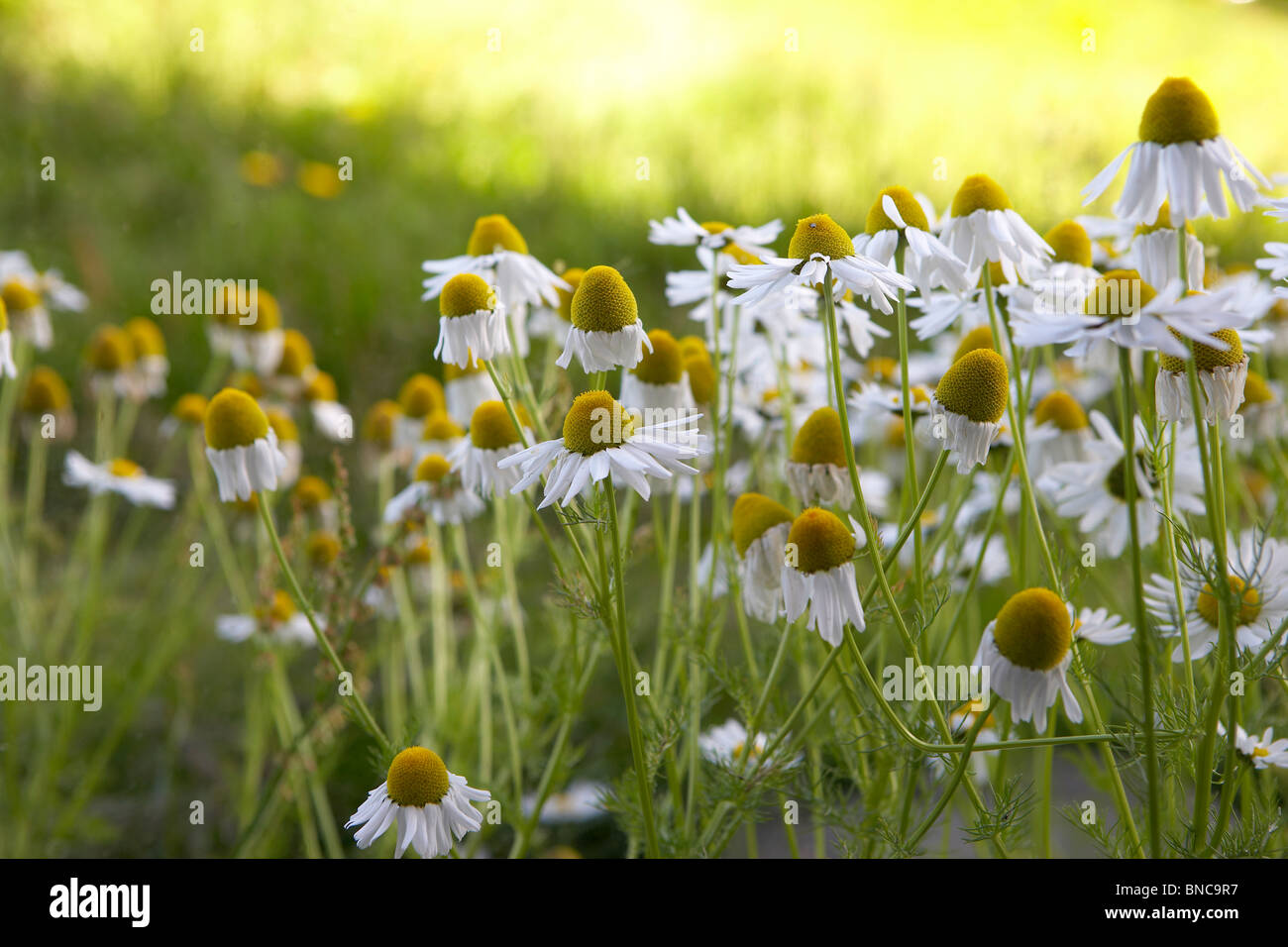 Mayweed fiori, Islanda Foto Stock