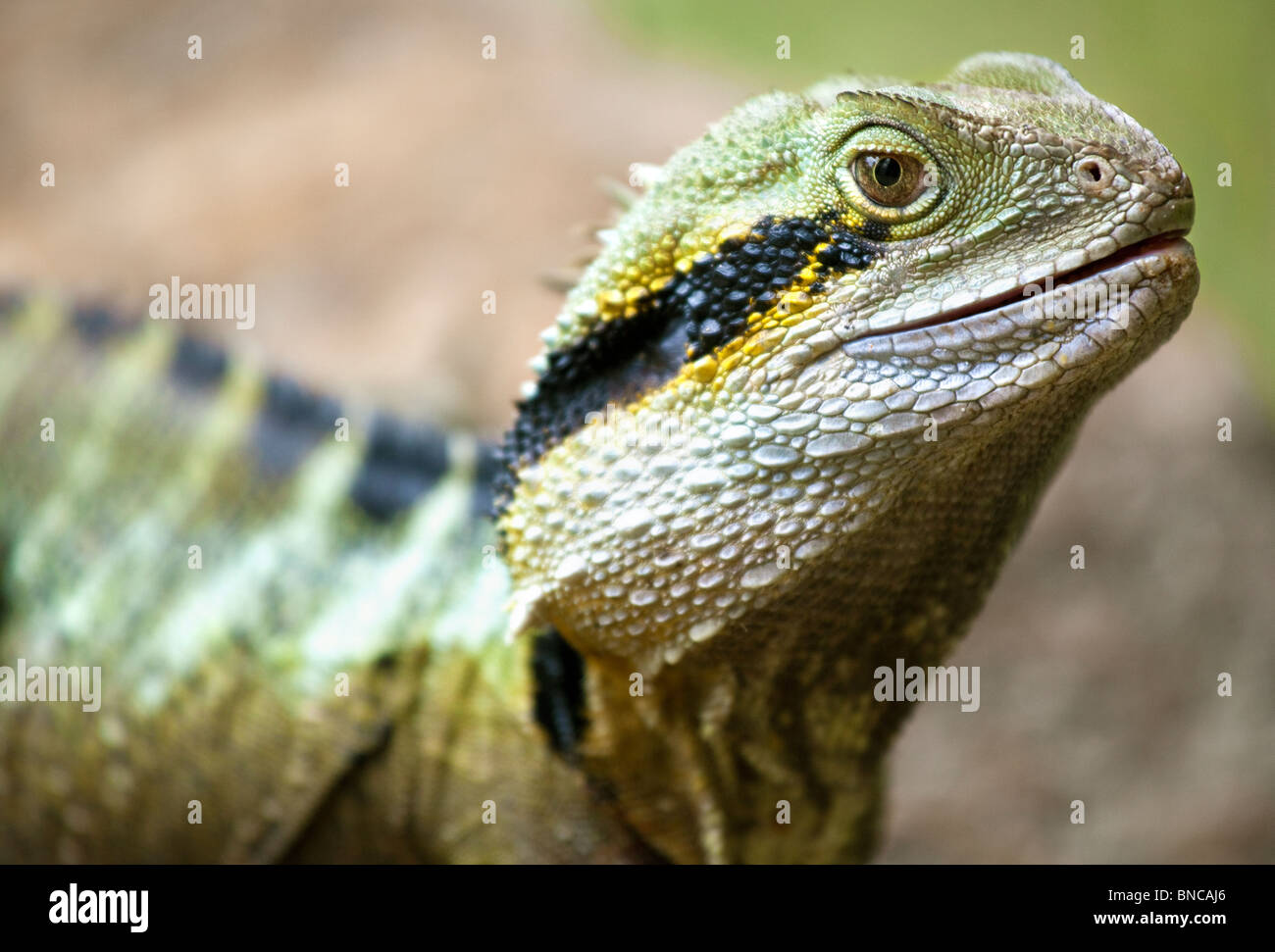 Faccia acqua orientale Dragon, sub tropicale della linea costiera, Byron Bay Area, Australia. Foto Stock