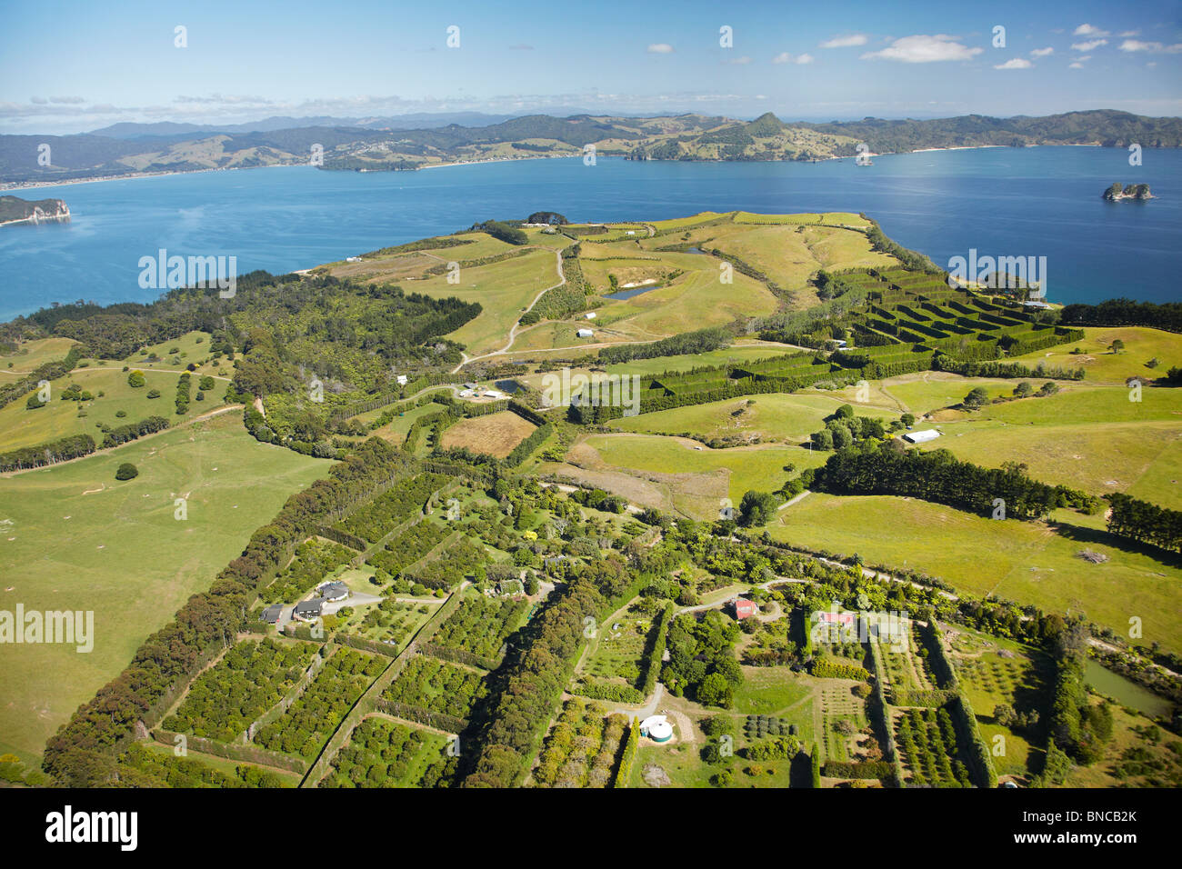 Macadamia frutteti e campi coltivati nei pressi di cuochi Bluff, Penisola di Coromandel, Isola del nord, Nuova Zelanda - aerial Foto Stock