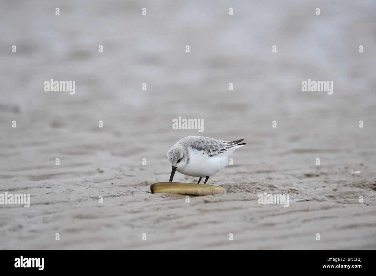 Sanderling (Calidris alba) mangiare sul guscio di rasoio (Ensis siliqua) su di una spiaggia di sabbia - Lincolnshire Inghilterra Foto Stock
