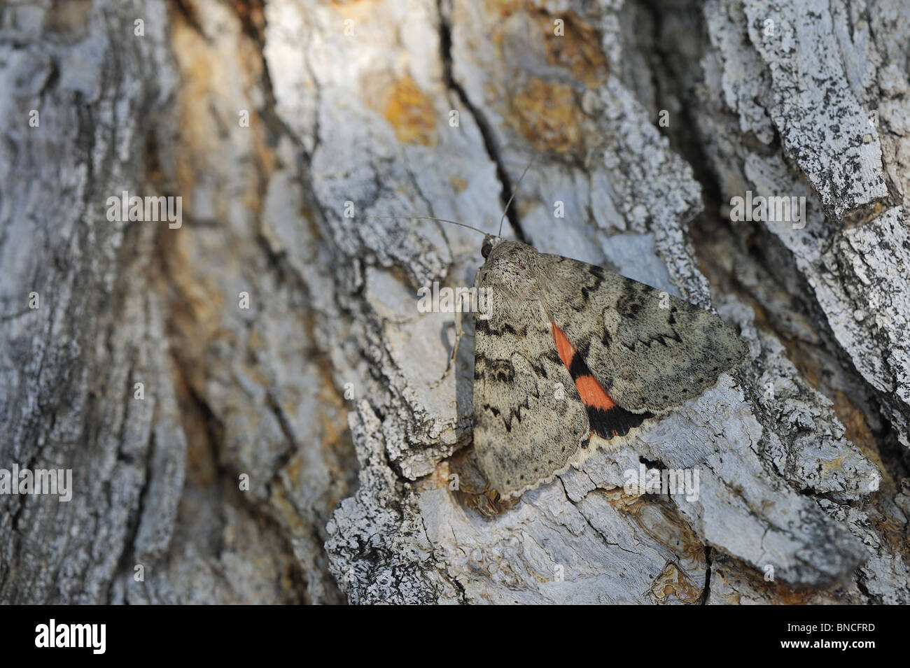 Noctuid tarma (Catocala puerpera) sulla corteccia di un albero - Provence Francia Foto Stock