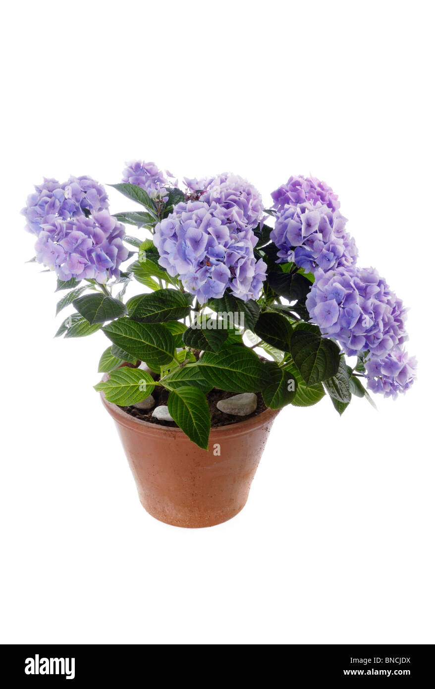 Hortensia Hydrangea macrophylla crescente nel contenitore Foto Stock