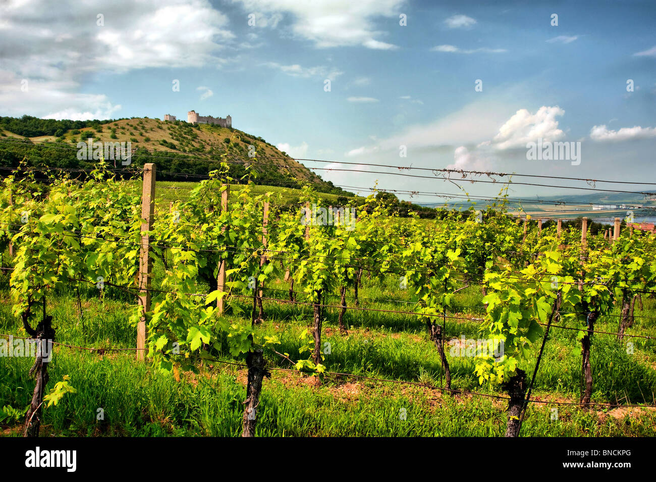 Vigneto di estate Foto Stock