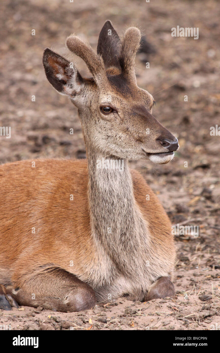 Giovani Red Deer Cervo Cervus elaphus in velluto a Tatton Park, Cheshire, Regno Unito Foto Stock