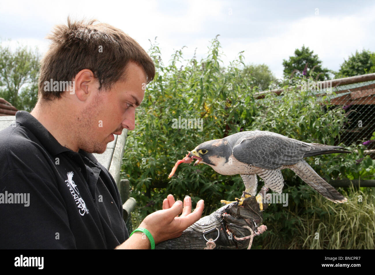 Captive Lanner Falcon Falco biarmicus essendo alimentato da Handler prese nel Cheshire, Regno Unito Foto Stock