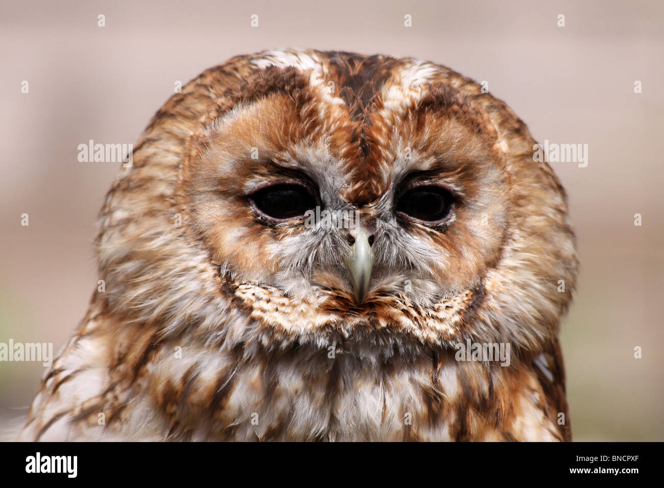 In prossimità della testa di un Allocco Strix aluco Foto Stock