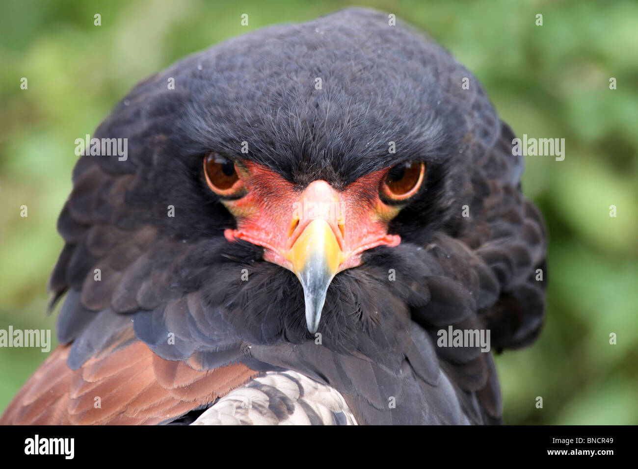 Testa di una Bateleur Terathopius ecaudatus Foto Stock