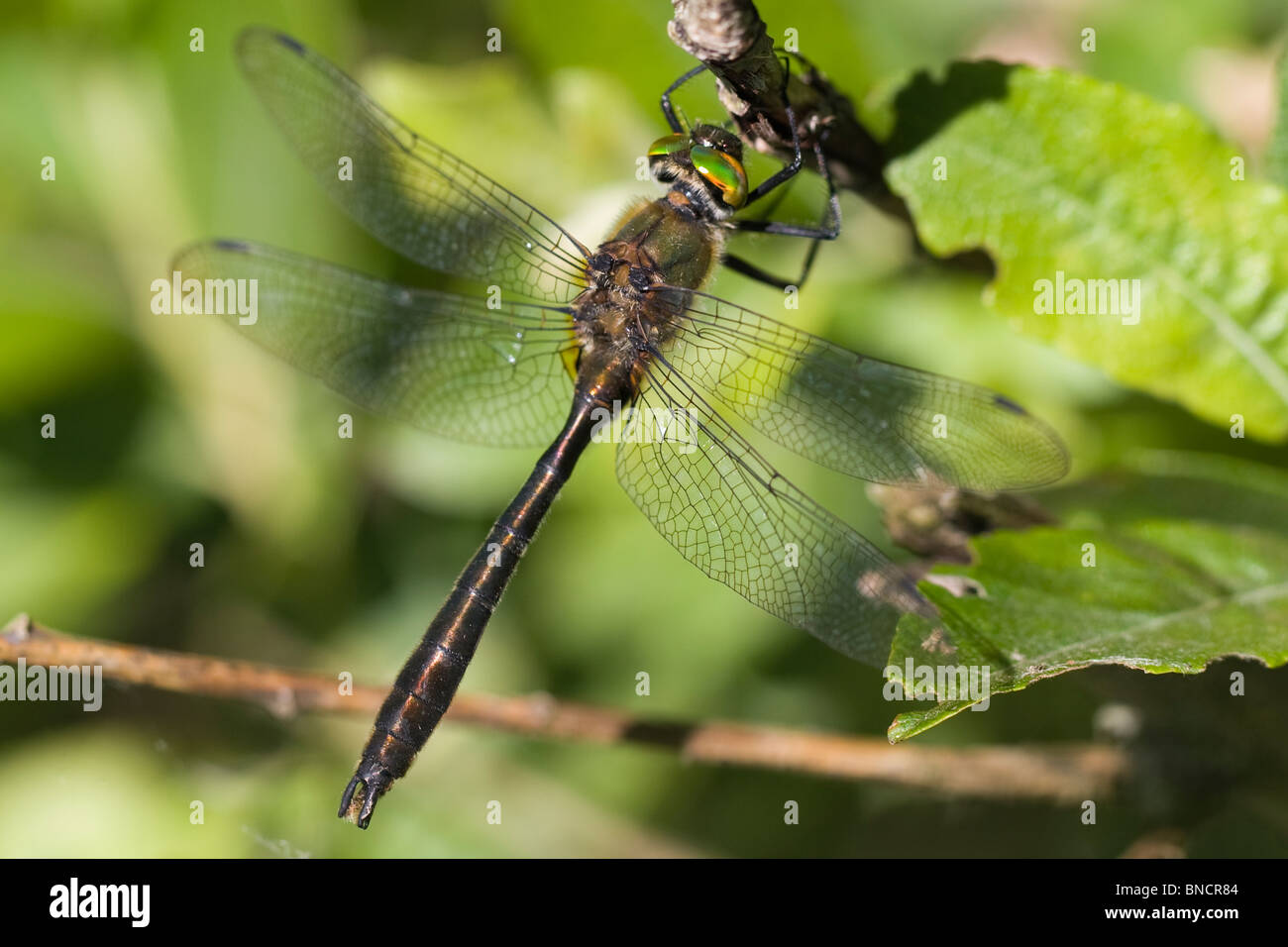 Roverella - Smeraldo Cordulia aenea Foto Stock