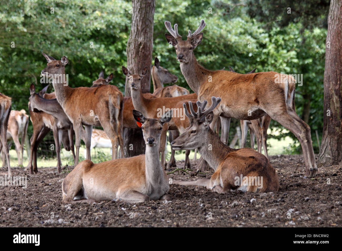 Red Deer Cervus elaphus in appoggio sotto gli alberi a Tatton Park, Cheshire, Regno Unito Foto Stock