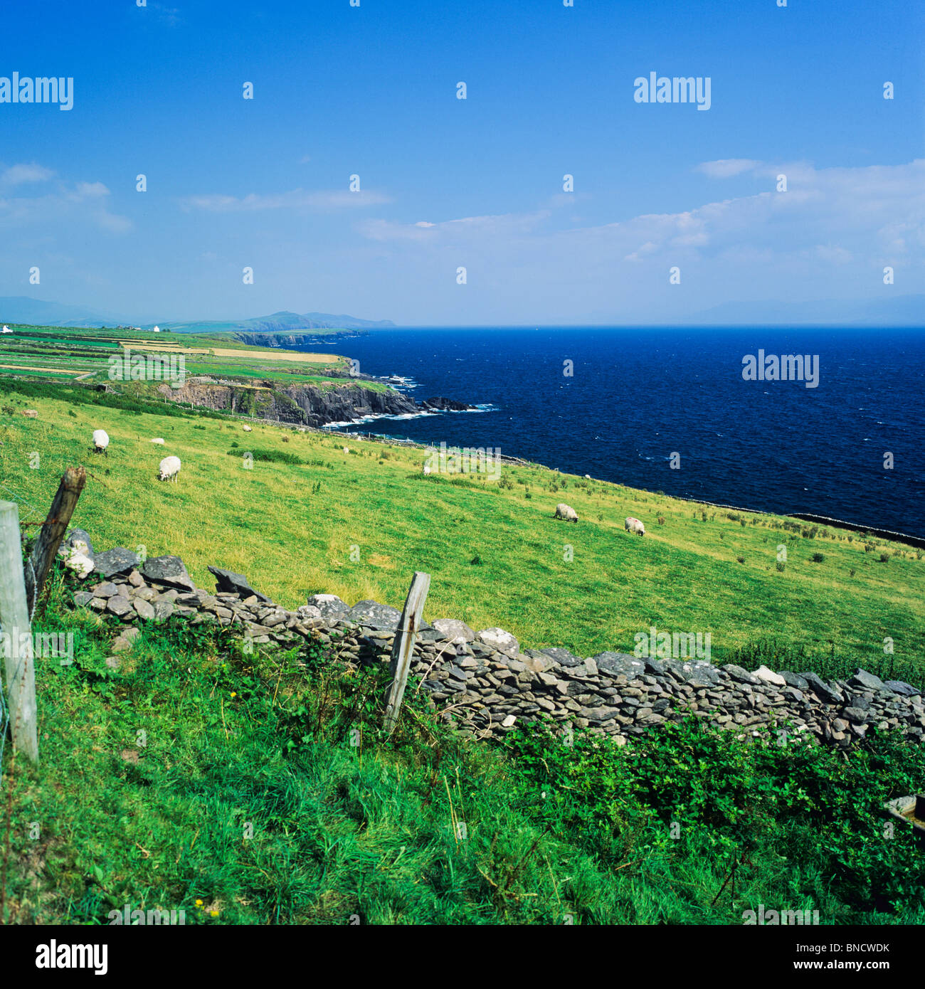 Pecore al pascolo da mare Penisola di Dingle contea di Kerry Irlanda Foto Stock