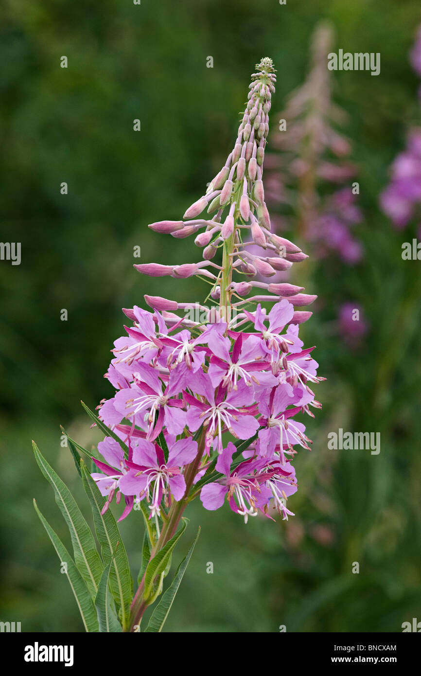 Rose-bay willow herb (Epilobium angustilalium) noto anche come 'fireweed' Foto Stock