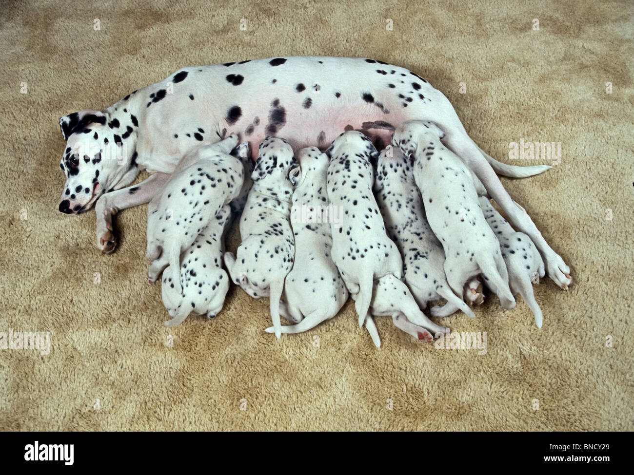 Dalmata femmina allatta i suoi cuccioli. Signor Myrleen Pearson © Myrleen Pearson Foto Stock