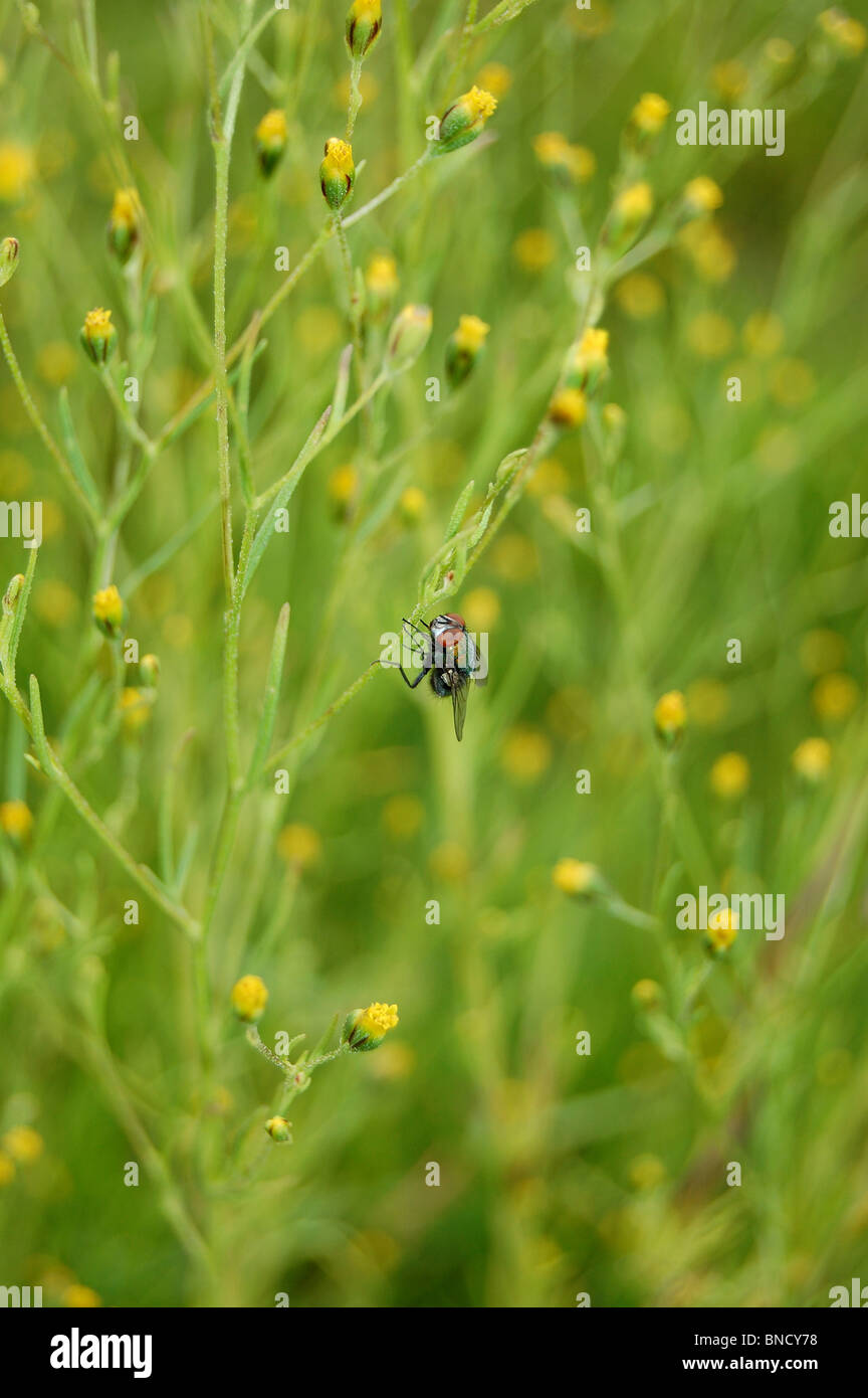 Fly azienda di una pianta selvatica in un parco nel Messico centrale Foto Stock