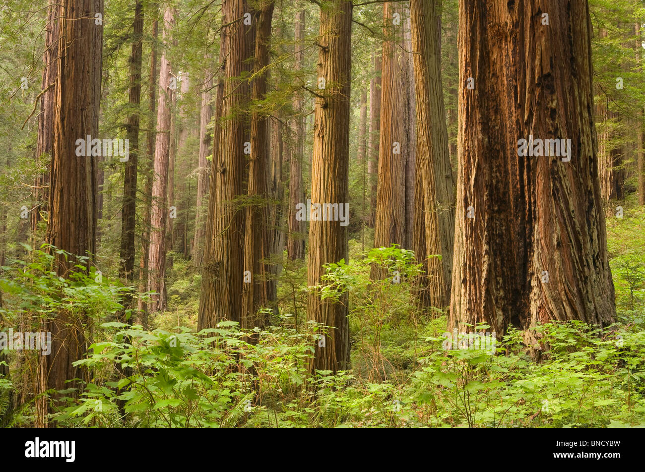 California, Parco Nazionale di Redwood, Redwoods, Redwood forest, (Sequoia sempervirens) Foto Stock