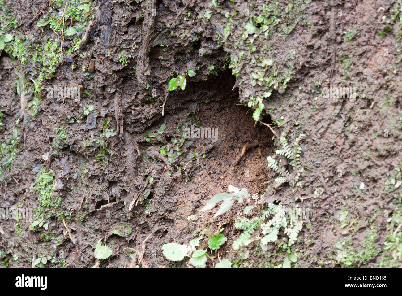 Blu-crowned Motmot Momotus momota Las Cruces OTS Stazione, San Vito, COSTA RICA 3 Novembre il nido in banca di sporco. Momotidae Foto Stock