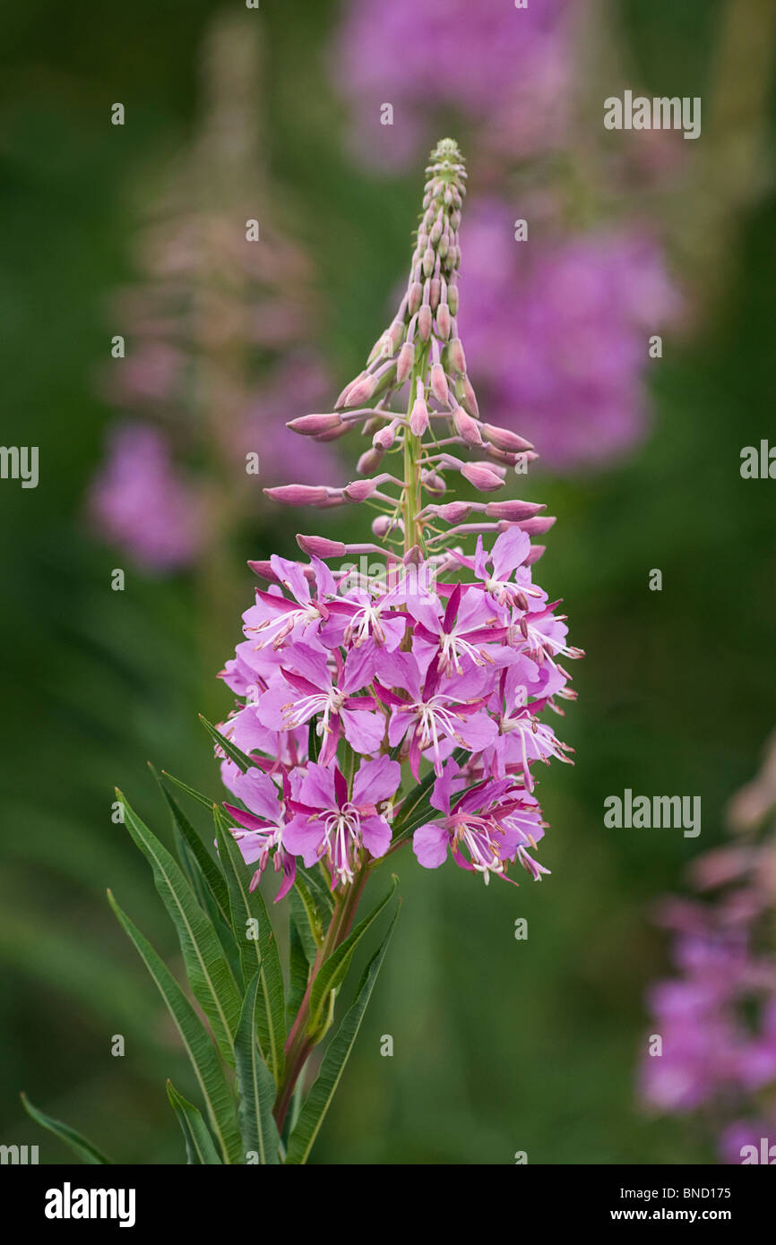 Rose-bay willow herb (Epilobium angustilalium) noto anche come 'Fireweed' Foto Stock