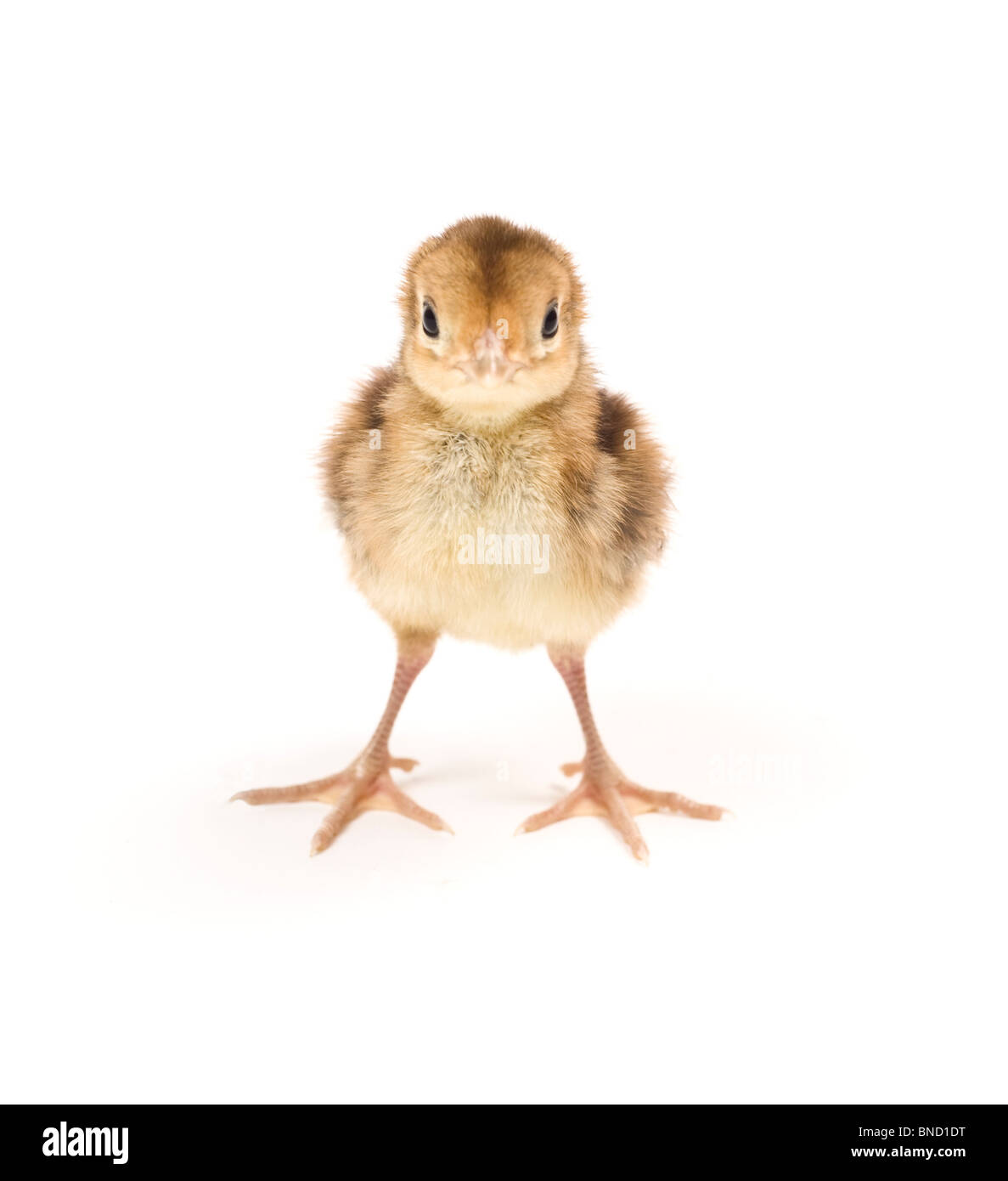 Baby Golden Pheasant. Due giorni pulcino. Isolato su sfondo bianco. Foto Stock