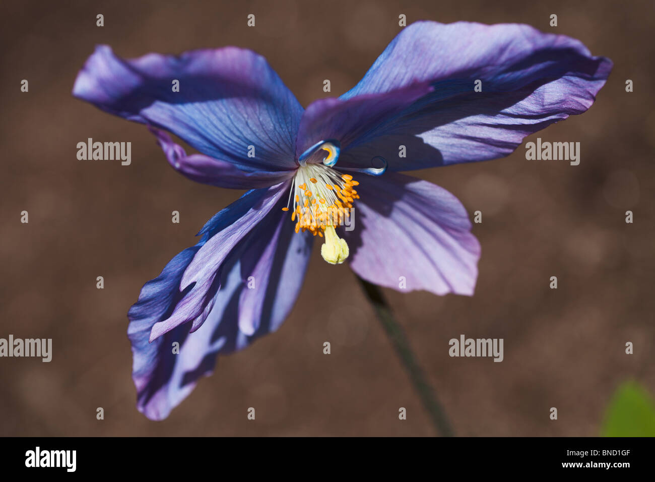 Papavero blu - Meconopsis 'Jimmy Bayne' Foto Stock