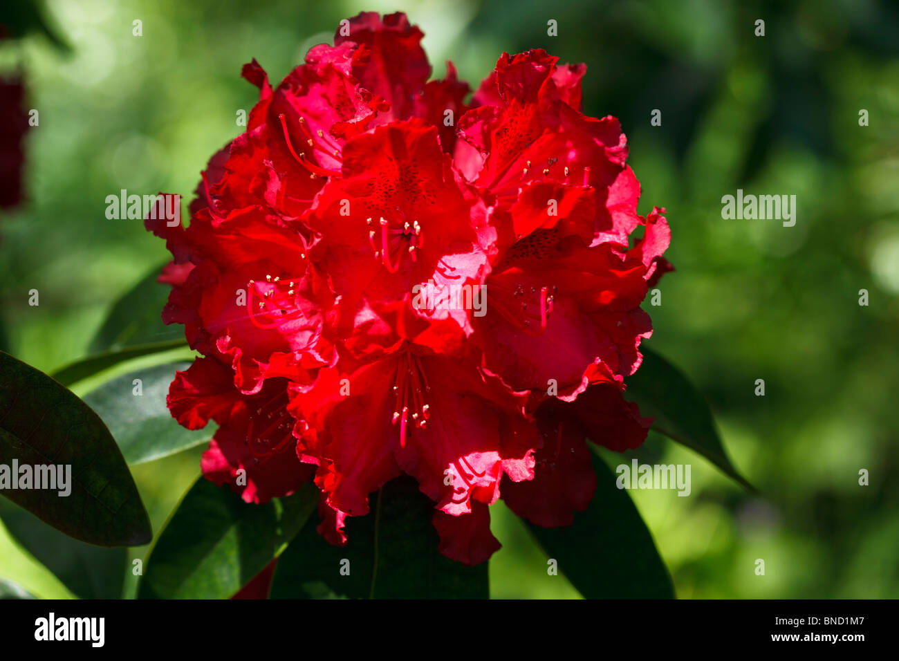 Rododendro rosso Foto Stock