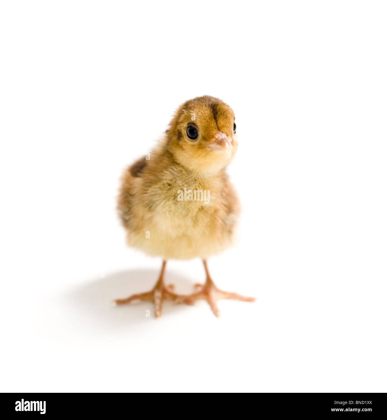 Baby Golden Pheasant. Due giorni pulcino. Isolato su sfondo bianco. Foto Stock