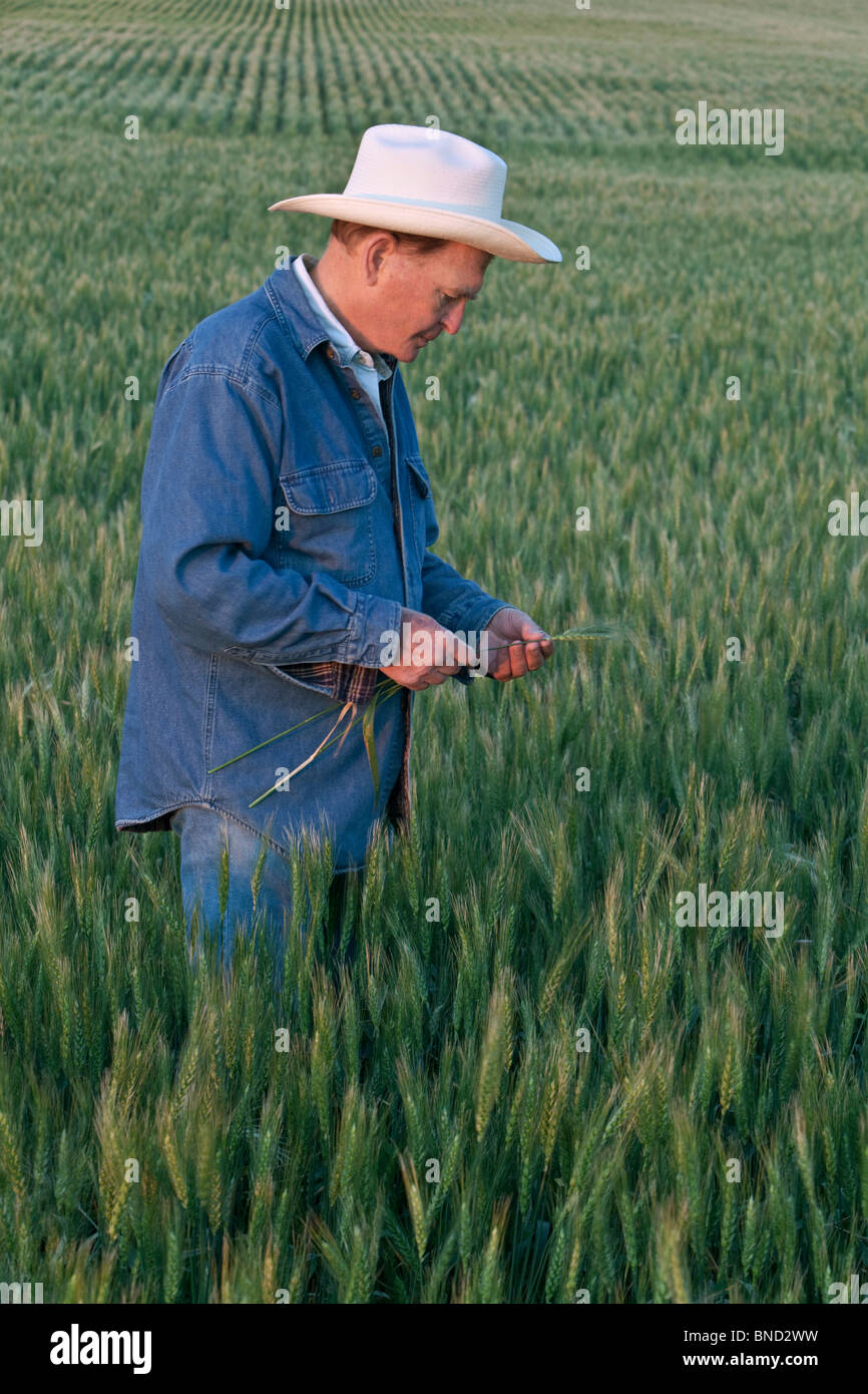 Imprenditore ispezionando la maturazione campo di grano, Foto Stock