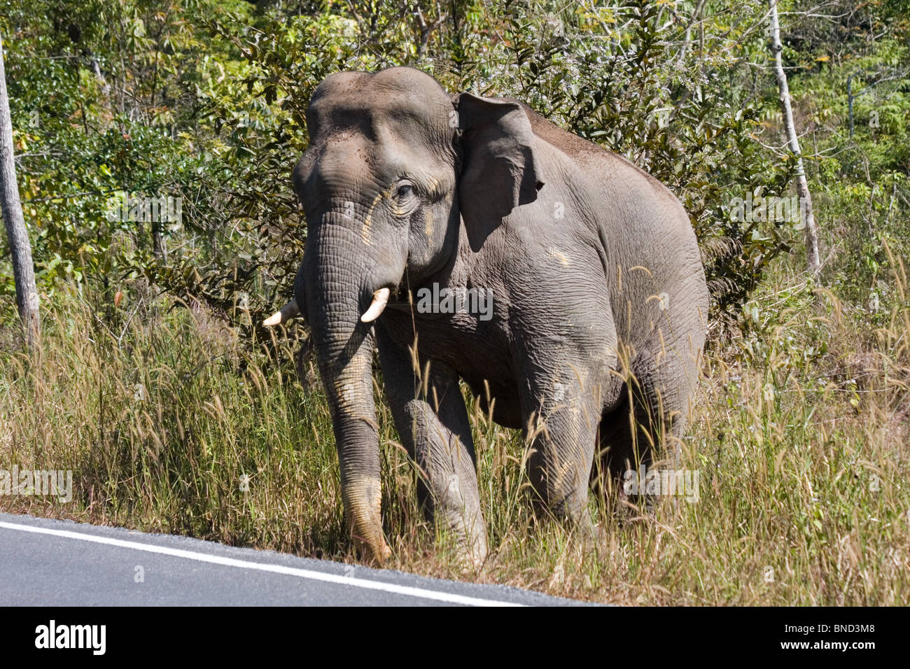 Wild bull elephant, Elephas maximus, il Parco nazionale Khao Yai, Thailandia Foto Stock