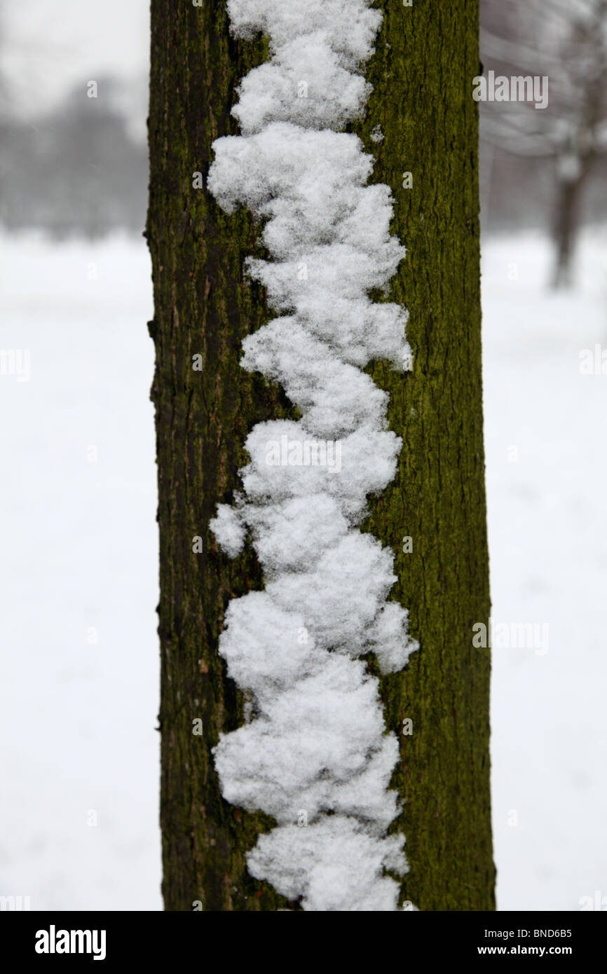 Vento neve soffiata su un albero in inverno, Hyde Park, London, W2. Foto Stock