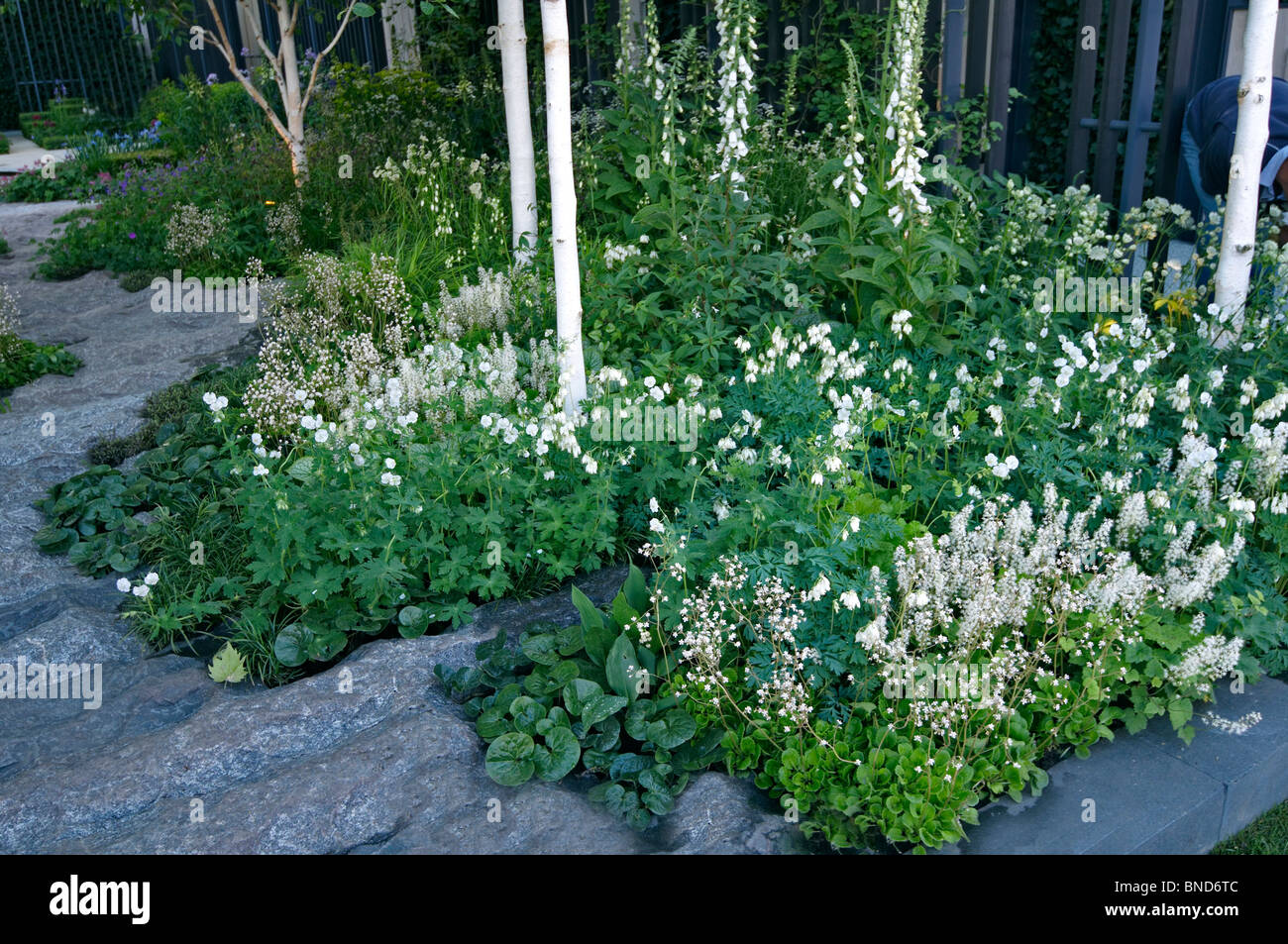 Un fresco giardino bianco con bordo di betulle e Foxgloves Foto Stock