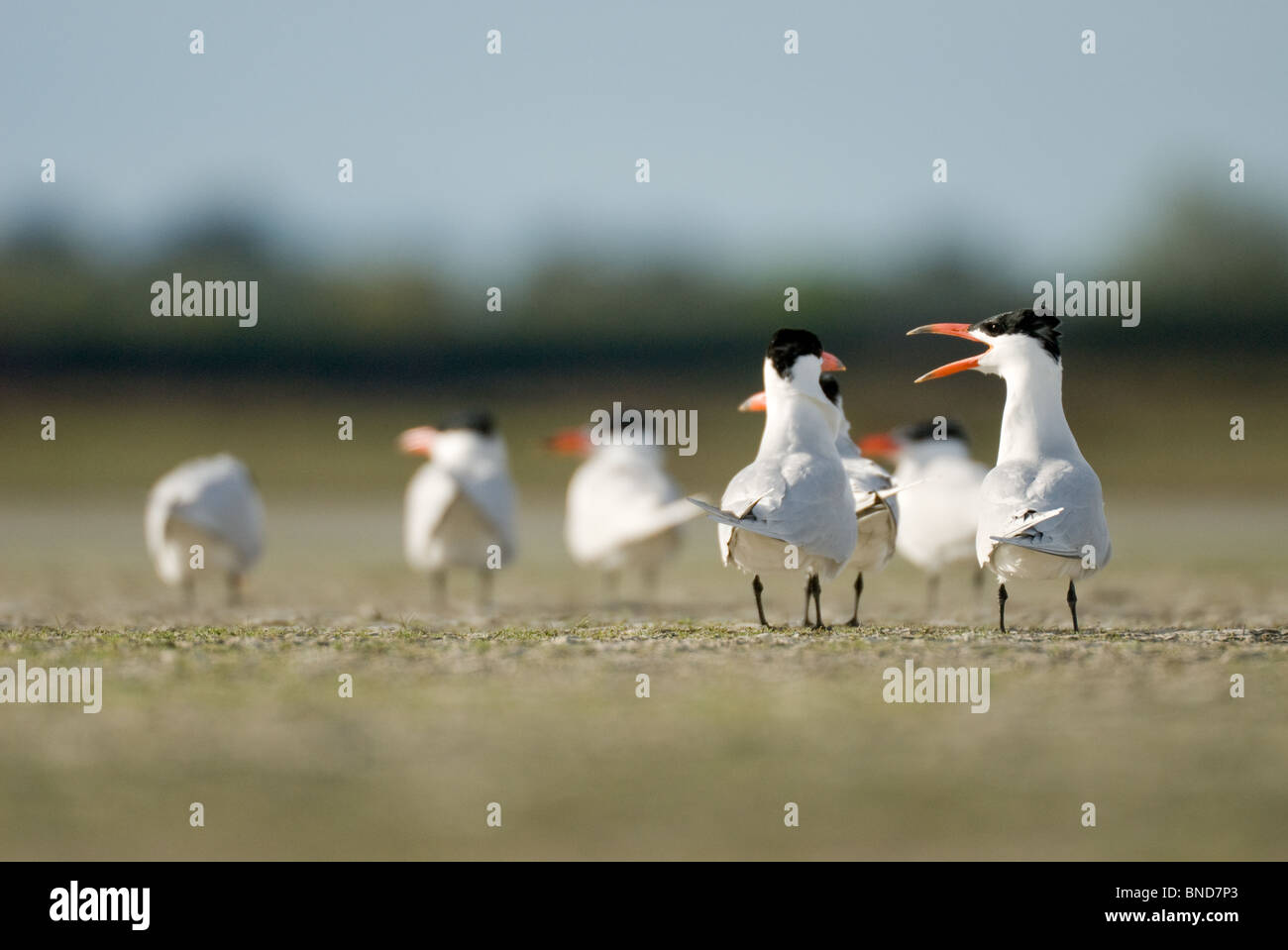 Caspian tern Hydroprogne caspia chiamando Foto Stock