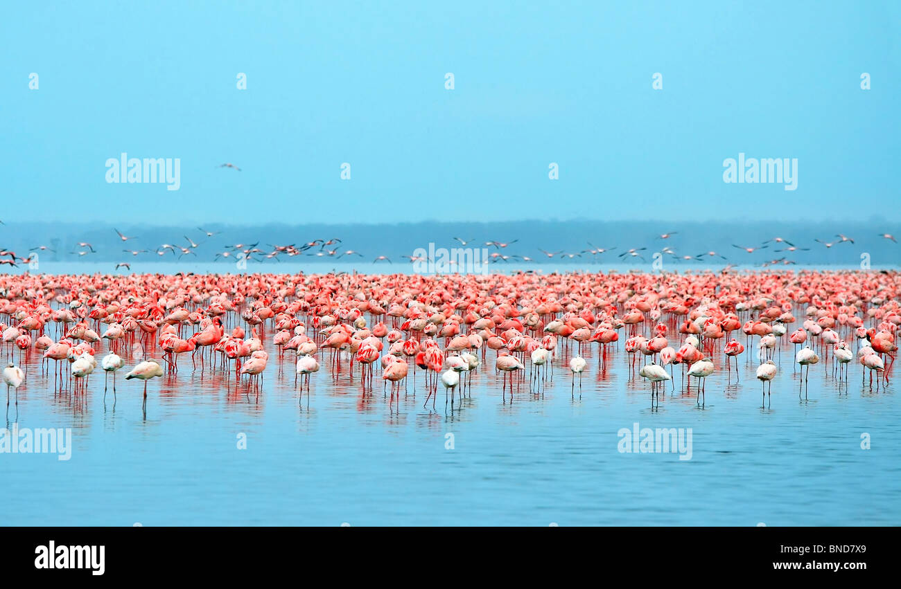 Stormo di fenicotteri. L'Africa. Kenya. Lake Nakuru Foto Stock