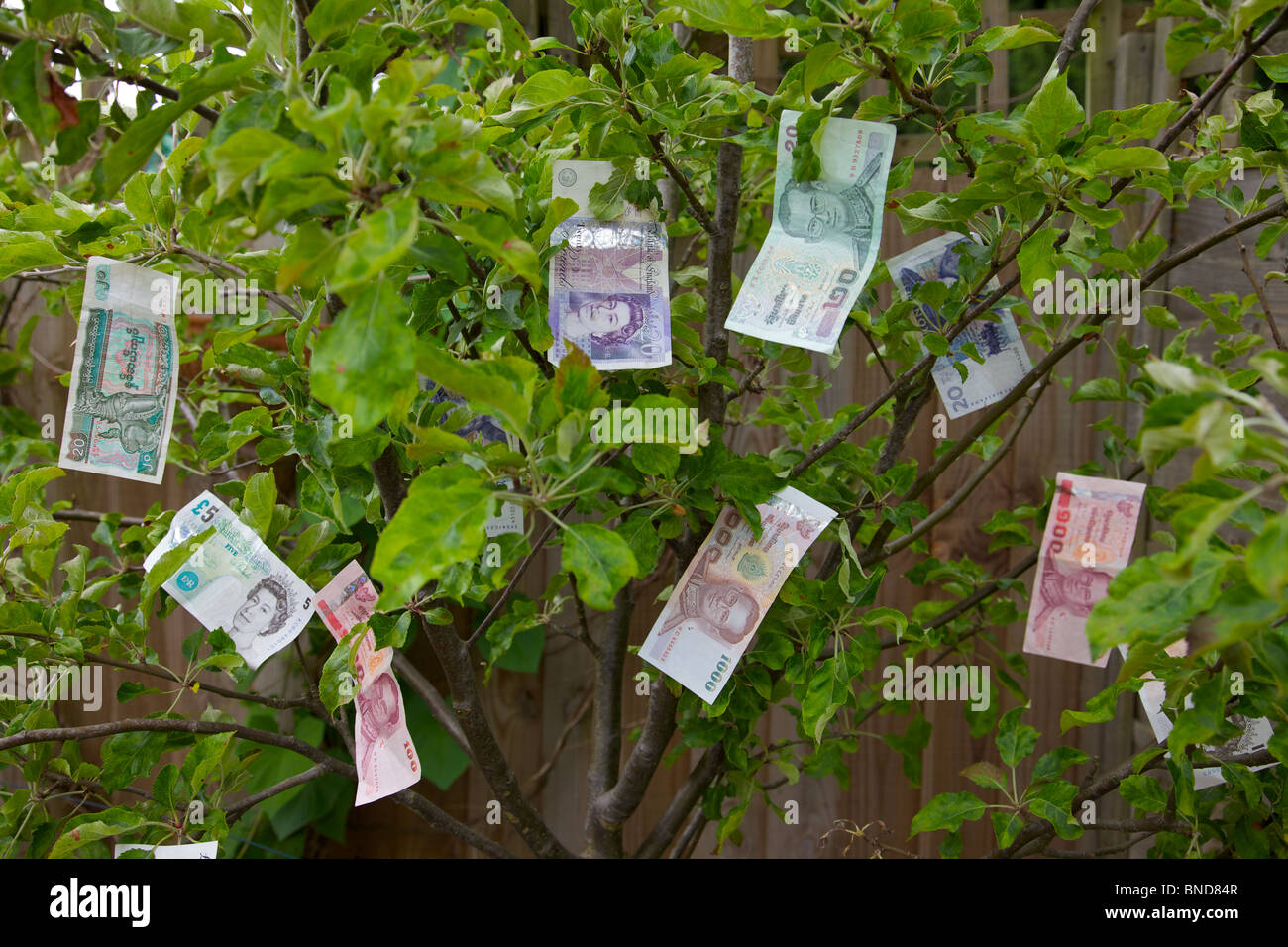Il denaro che cresce su un albero Foto Stock