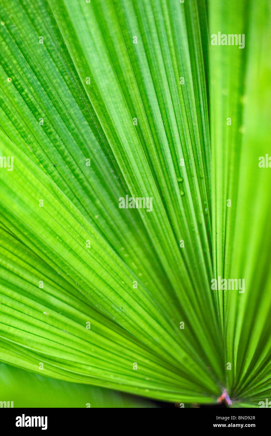 Una vista astratta di una foglia di pianta Foto Stock