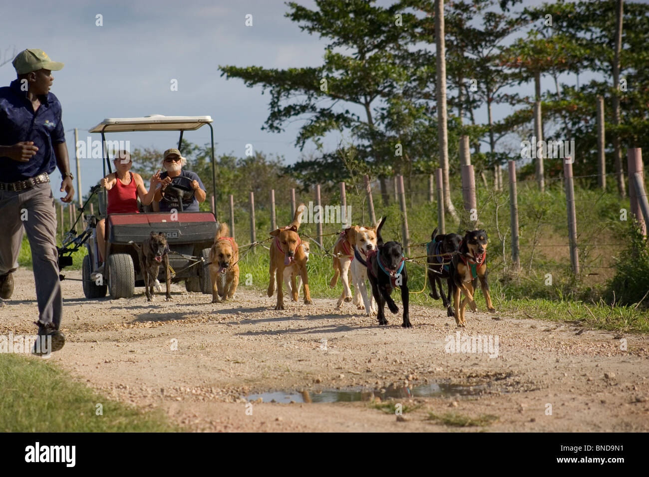 Addestramento cani Mongrel per tirare un dogsled, di Sant'Anna, Giamaica Foto Stock