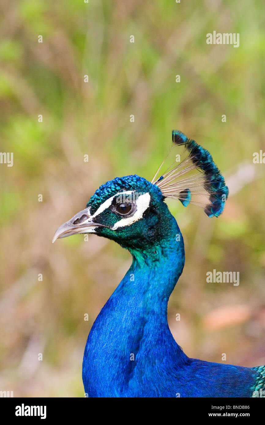 Peacock (Pavo cristatus) Foto Stock