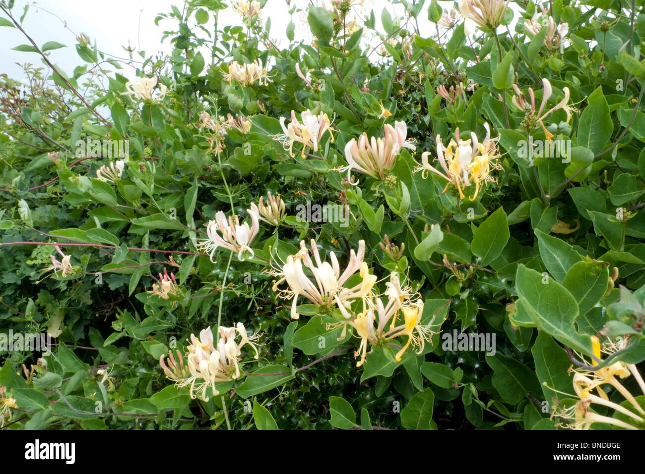 lonicera in fiore che cresce in una siepe Hedgerow in campagna vicino Llandovery Carmarthenshire Wales UK KATHY DEWITT Foto Stock