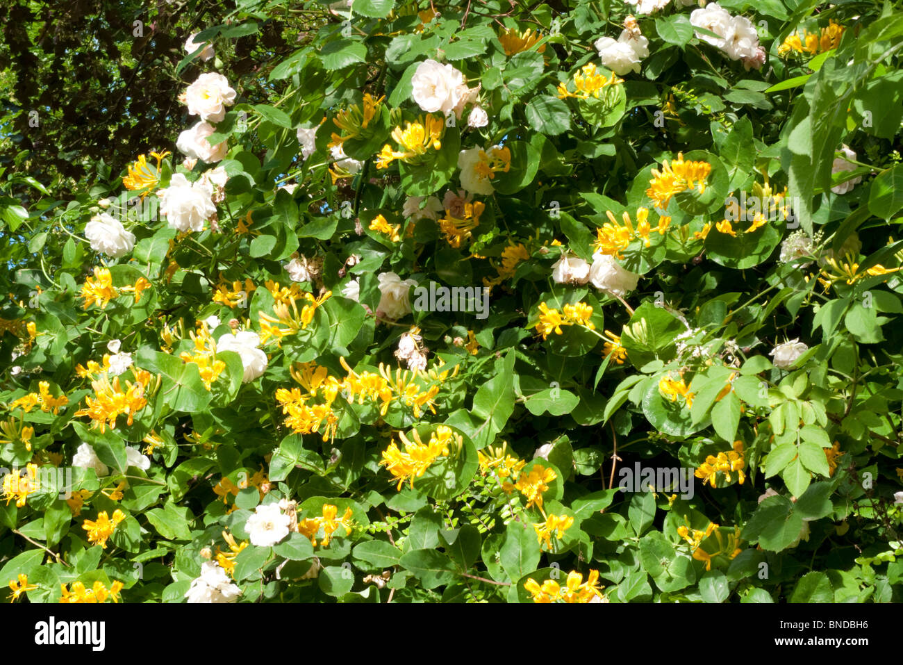 Rosa pallido rose e giallo cupo nido in fiore in primavera in un giardino in Gloucestershire, Inghilterra Regno Unito KATHY DEWITT Foto Stock
