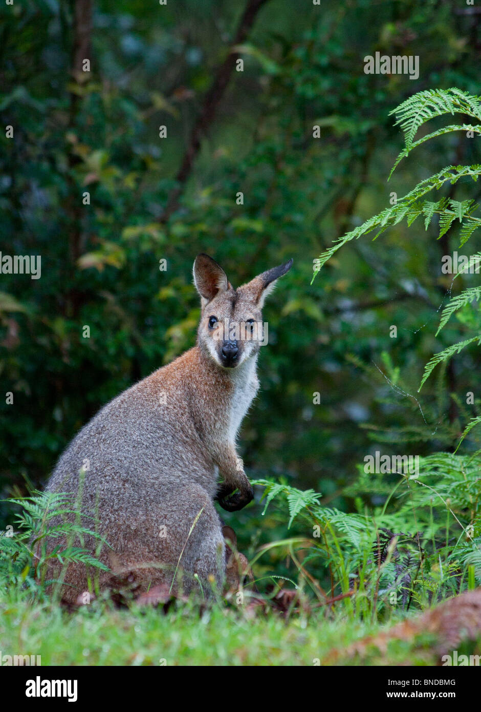 Rosso-un wallaby dal collo (Macropus rufogriseus) Foto Stock