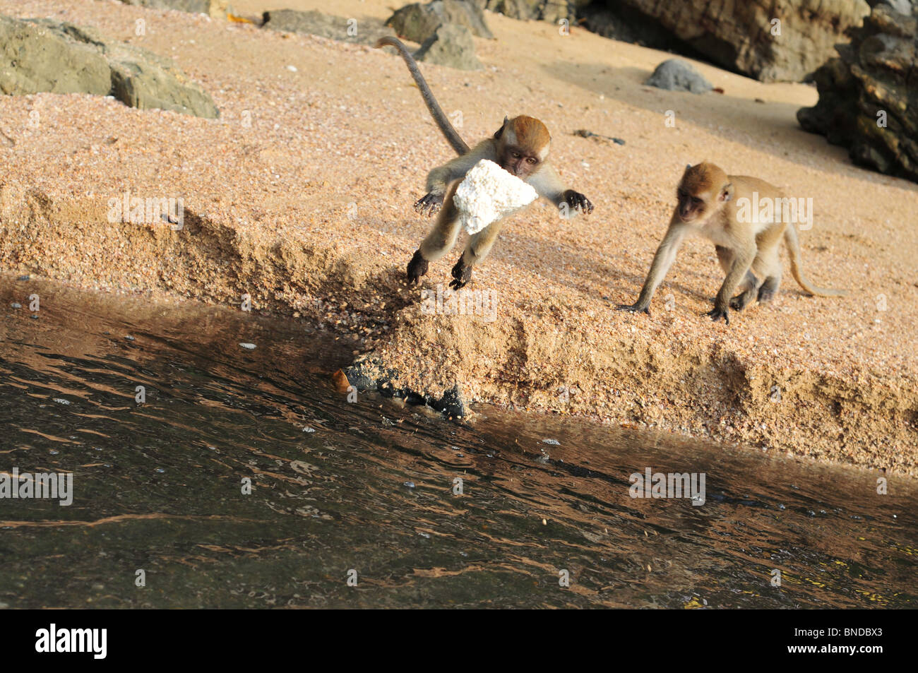 Le scimmie giocando, scimmie jumping, acqua e scimmie Foto Stock