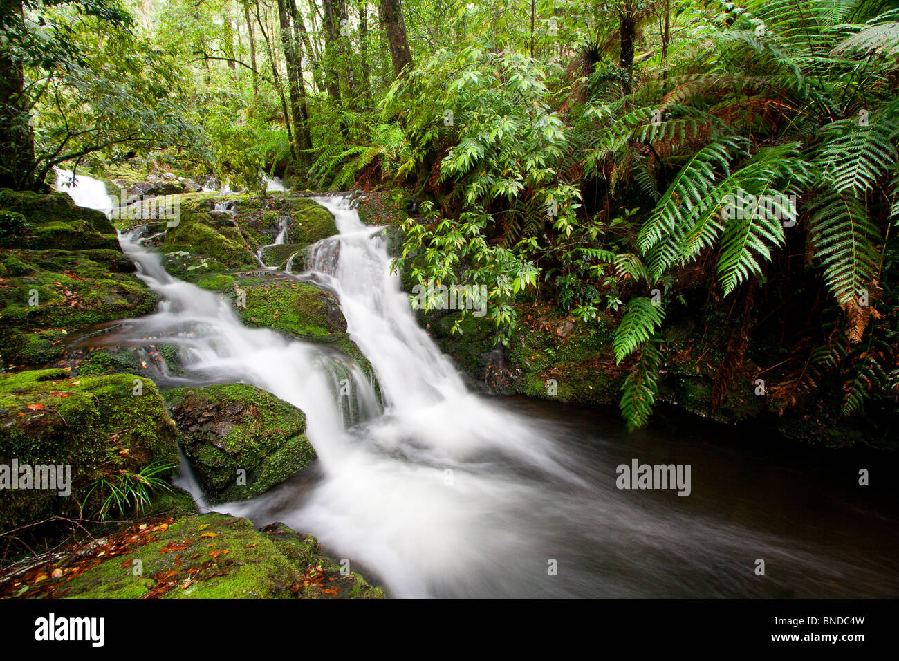 Ruscello che scorre nella foresta pluviale temperata, Barrington Tops National Park, Australia Foto Stock