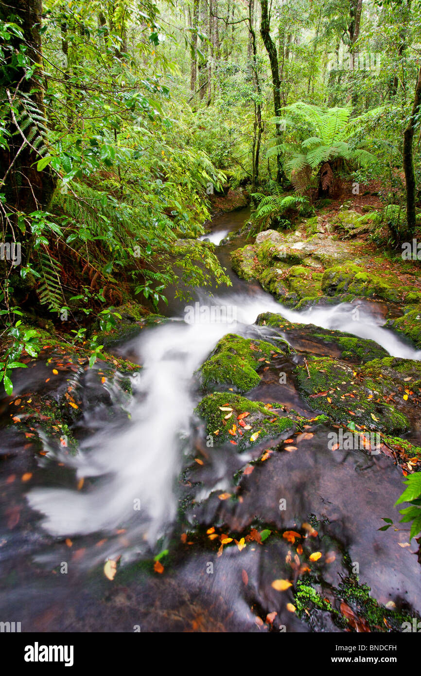 Ruscello che scorre nella foresta pluviale temperata, Barrington Tops National Park, Australia Foto Stock