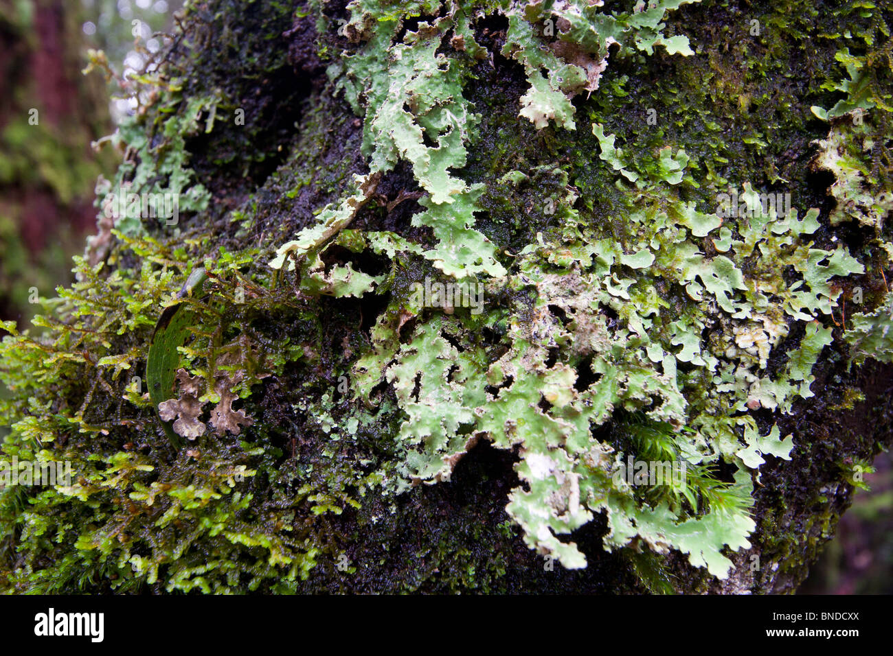 Tronco di albero ricoperti di muschi e licheni, Barrington Tops, Australia Foto Stock