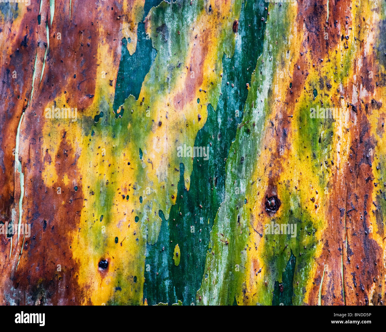 Colori brillanti sulla corteccia di un albero di eucalipto, Barrington Tops, Australia Foto Stock