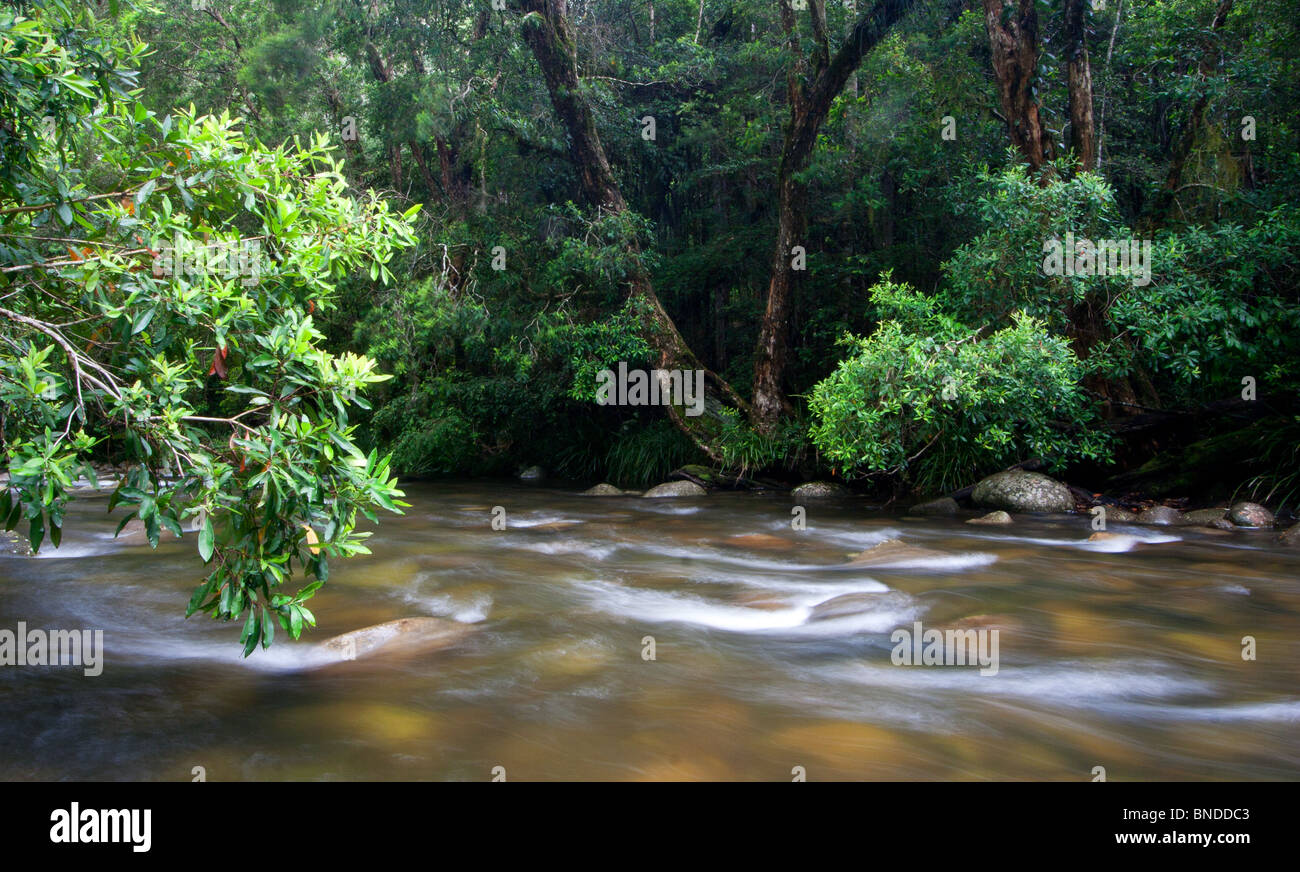 Un fiume che scorre in Barrington Tops National Park, Australia Foto Stock