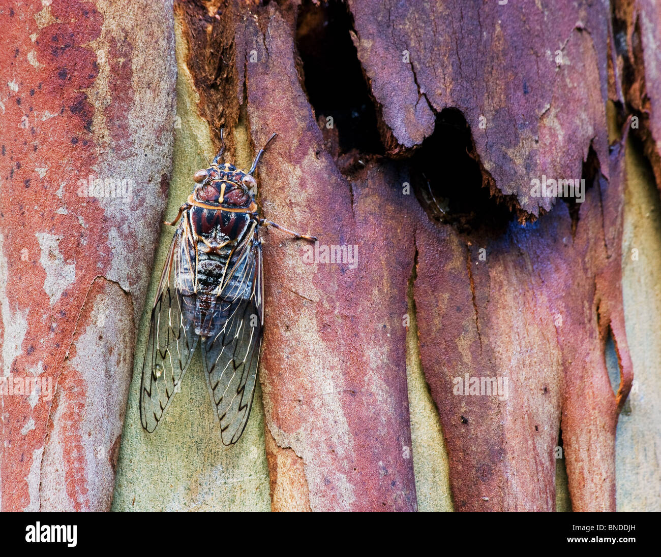 Una cicala (Cicadoidea) sulla corteccia di un albero, Barrington Tops, Australia Foto Stock