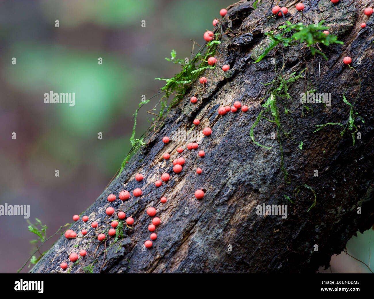 Rosso di minuscoli funghi che crescono su un marciume log in una foresta pluviale, Barrington Tops, Australia Foto Stock